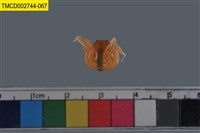 藏品(短指和尚蟹)的圖片